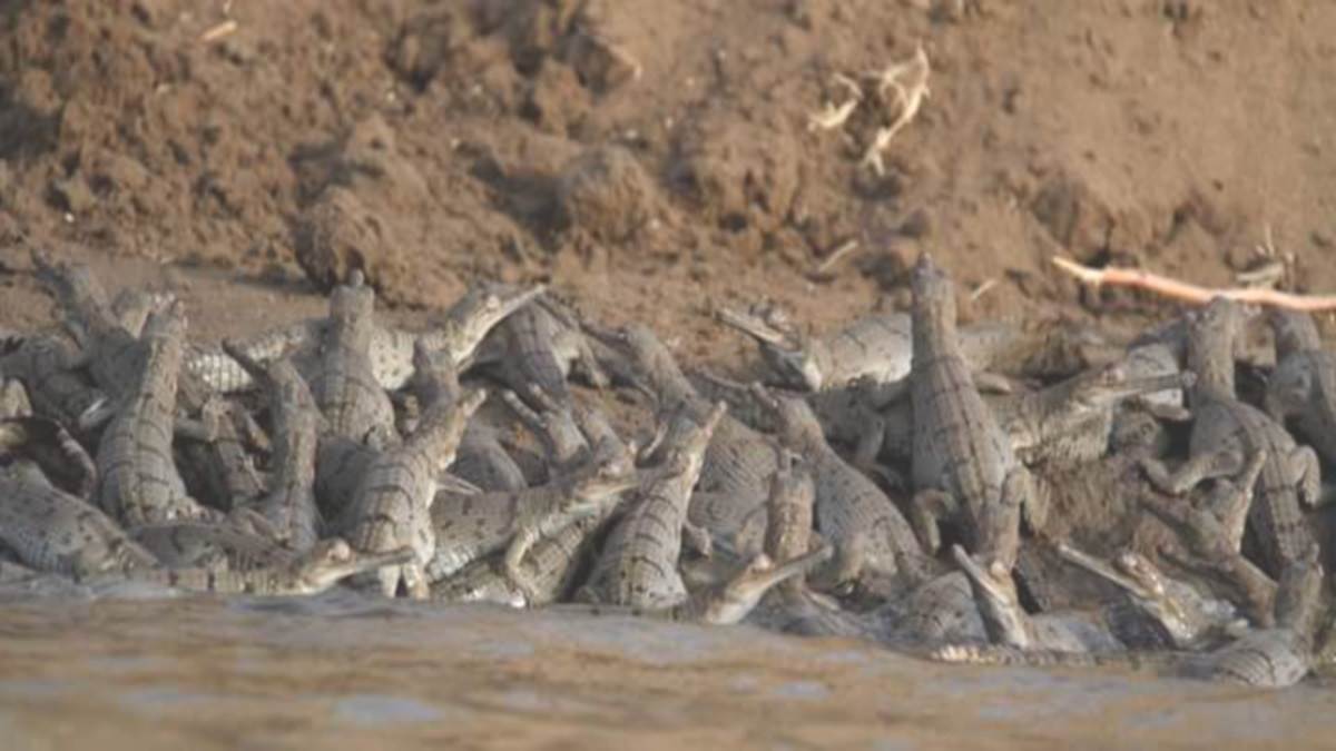 Alligators in Chambal: वीकेंड पर घूमकर आएं चंबल, इन नौनिहालों ने बनाया है खूबसूरत नजारा