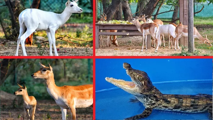 गोरखपुर चिड़ियाघर में वन्यजीवों को मिली नई जिंदगी। सौ. Twitter- @GorakhpurZoo