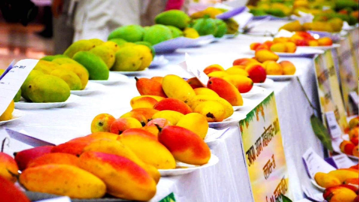 Mango Festival In Lucknow: लखनऊ में सात जुलाई तक चलेगा आम महोत्सव।