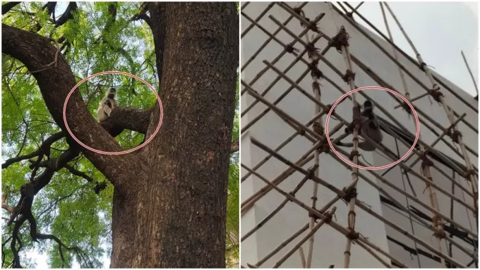 MP News: 21 हजार का इनाम, 40 लोगों की टीम, ड्रोन से निगरानी; आखिर पकड़ा गया 'खूंखार' बंदर
