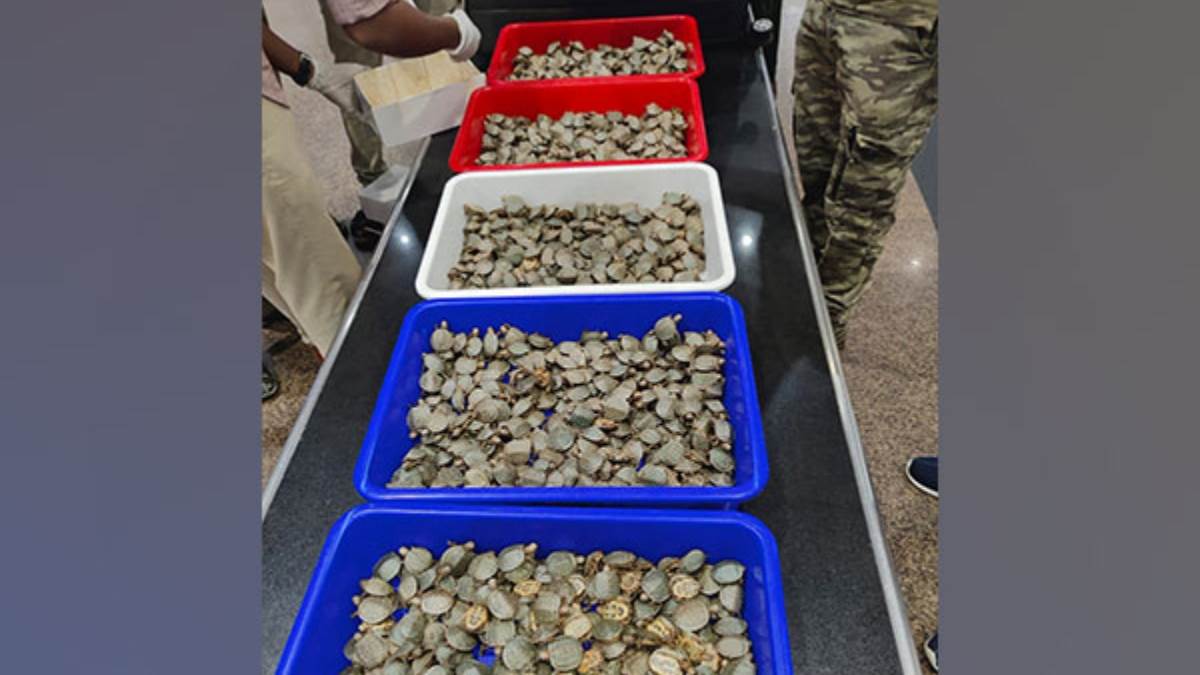 two accused arrested with 6850 live red eared slider turtles foreign currency also recovered