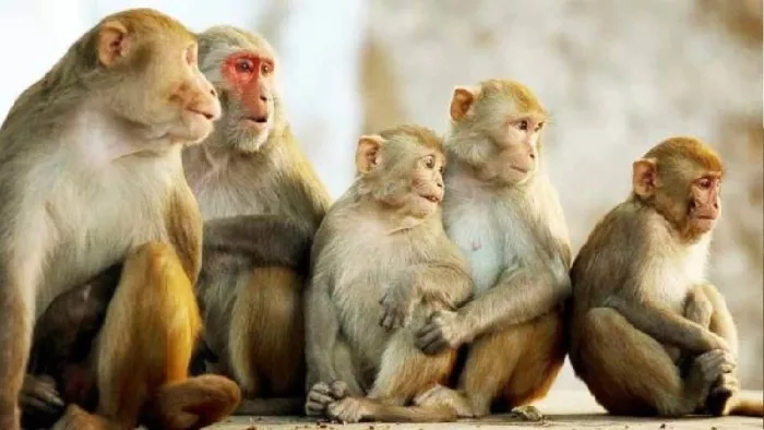 बंदरों ने रिश्तेदारी में आए युवक को हमला कर किया घायल