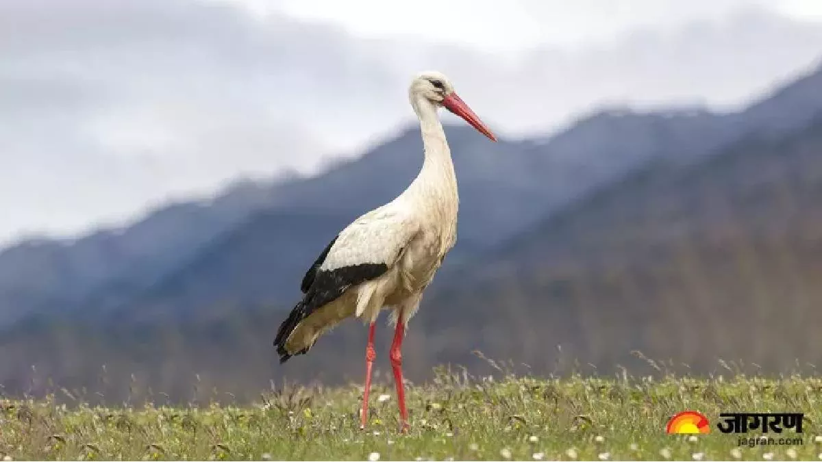 Stork Bird: पक्षी प्रेमियों के लिए खुशखबरी, इस बार दोगुने से अधिक हुआ यूपी के राजकीय पक्षी सारस का कुनबा
