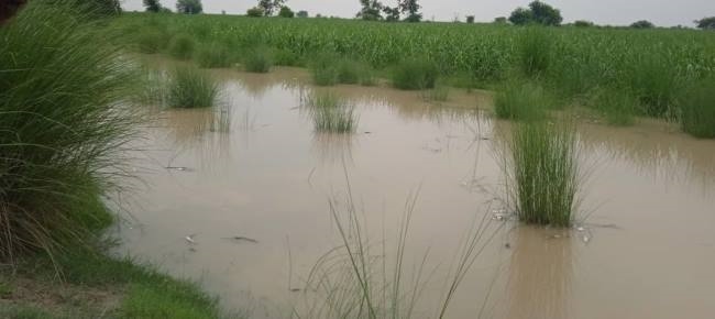 पटियाली क्षेत्र में खेतों में घुसा गंगा का पानी, लोगों में दहशत