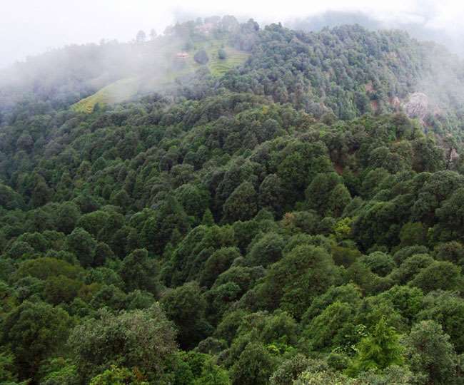 उत्तराखंड में वन भूमि हस्तांतरणों के प्रकरणों में अब आएगी तेजी।