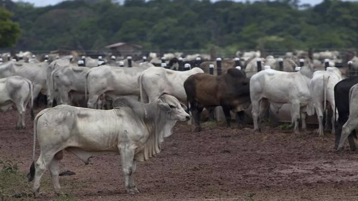 Cow Adoption Scheme: कर्नाटक में शुरु होगी गौशालाओं से गाय गोद लेने की योजना (फोटो: एएनआइ)