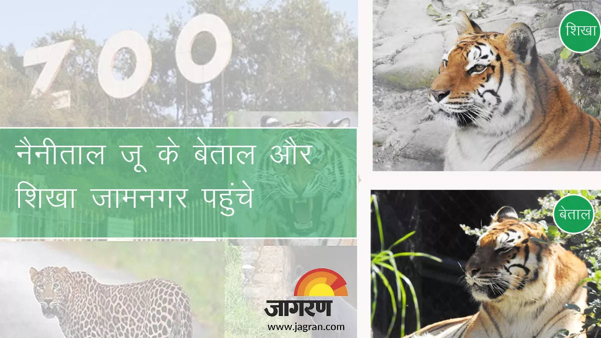 सूना हो गया नैनीताल जू, शिखा और बेताल बाघ को भेजा गया मुकेश अंबानी के  चिड़ियाघर जामनगर - Nainital Zoo tigers Shikha and betal sent to Jamnagar  rescue center and Zoo of