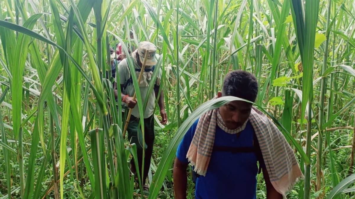 https://www.jagranimages.com/images/newimg/24072024/24_07_2024-tiger_terror_in_bettiah_23764696.jpg