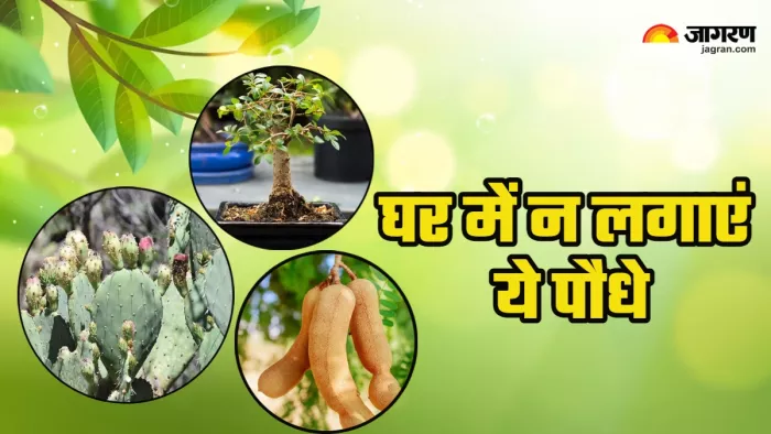 Vastu Tips for Plant: घर में भूल से भी न लगाएं ये पौधे।