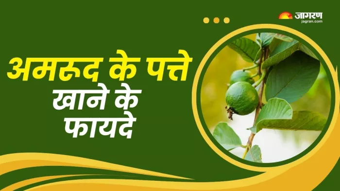 अमरूद के पत्ते खाने के फायदे (Picture Courtesy: Freepik)
