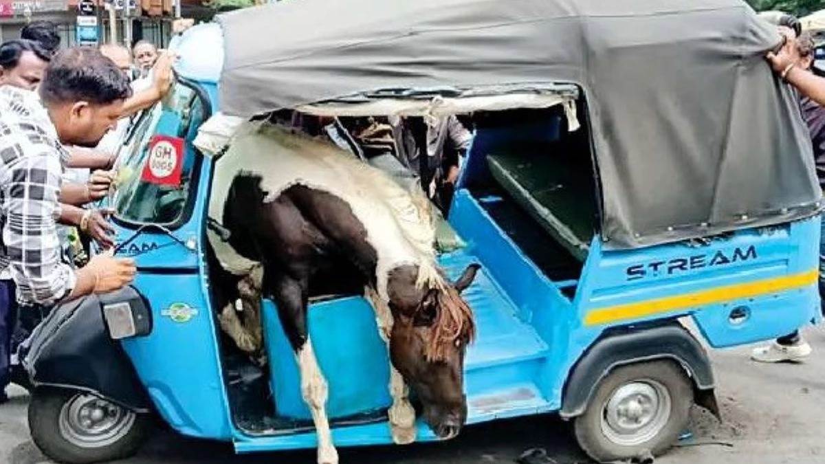 https://www.jagranimages.com/images/newimg/24072025/24_07_2025-horse_1_23992825.jpg