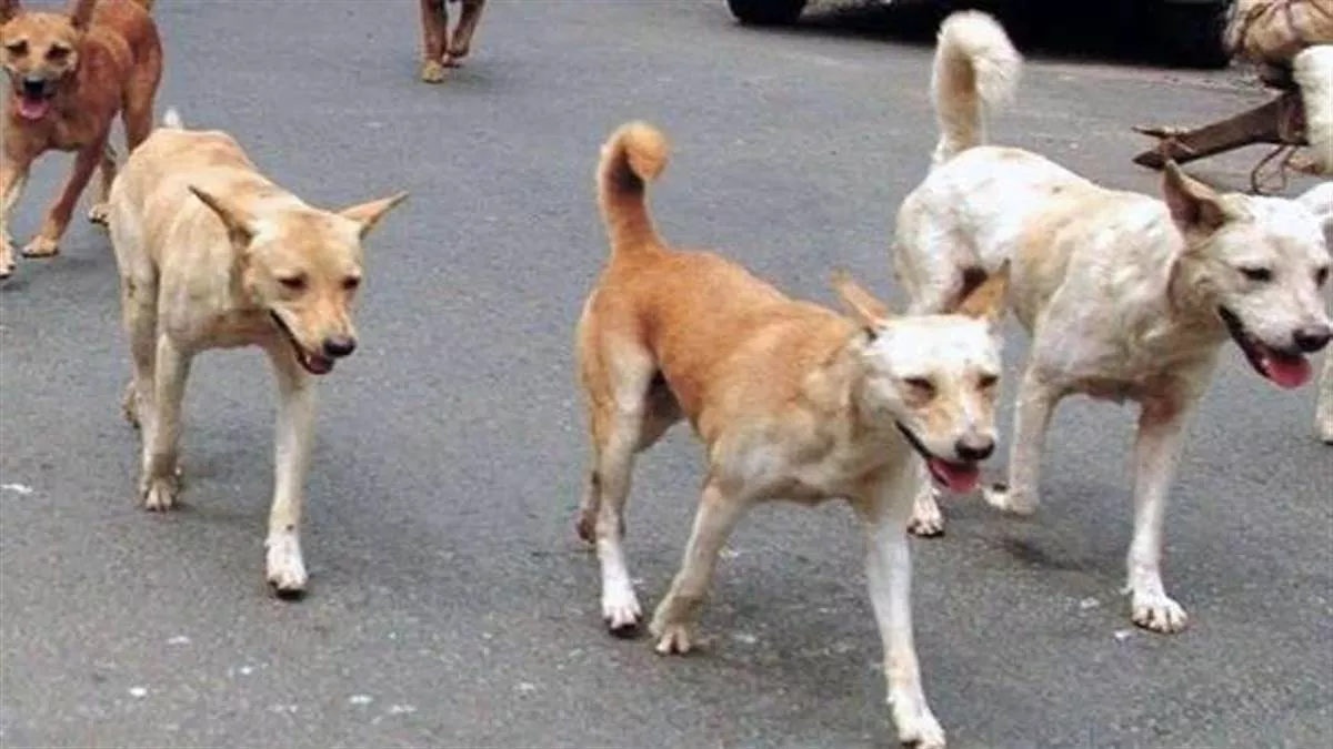 Delhi News: कुत्तों की संख्या बढ़े तो इस एप पर करें शिकायत, तुरंत होगा समस्या का समाधान - You Can complain about Street Dog on Delhi Municipal Corporation app
