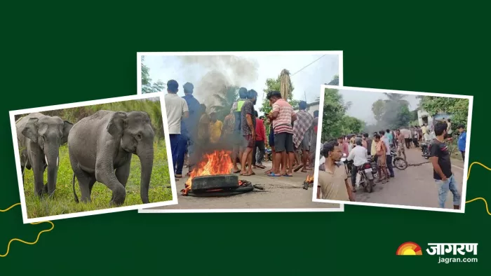अनुगुल में हाथी के हमले में जा रही लोगों की जानें।