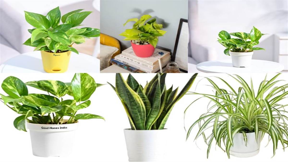 घर की सुख-समृद्धि के साथ सकारात्मकता भर देगा ये Money Plant, डिजाइन और आकार में है काफी ऑप्शन उपलब्ध