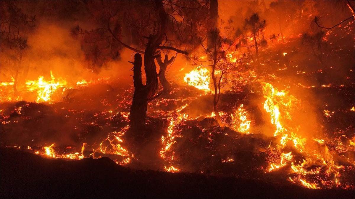 uttarakhand forest fire 11 people died but official data shows only one tree burnt