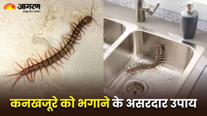 Tips To Remove Centipede: कनखजूरे को भगाने के लिए अपनाएं ये 4 तरीके(Image Source: X)