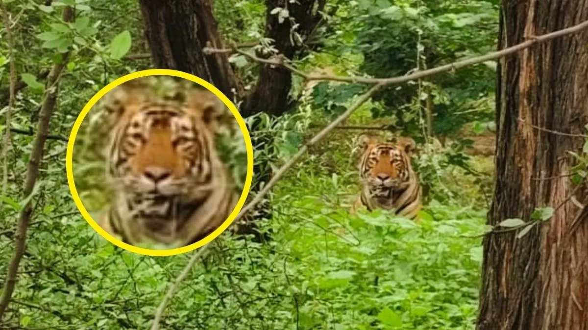 बाप को देखकर निकल जाती है बेटे की हवा, डर के मारे बार-बार छोड़ दे रहा जंगल… दो बाघों के बीच ये कैसी दुश्मनी