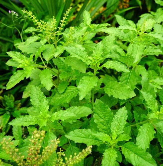 tulsi benefits