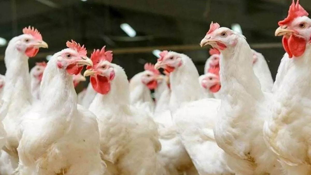 https://www.jagranimages.com/images/newimg/24082025/24_08_2025-bird-flu-1_24023739.jpg