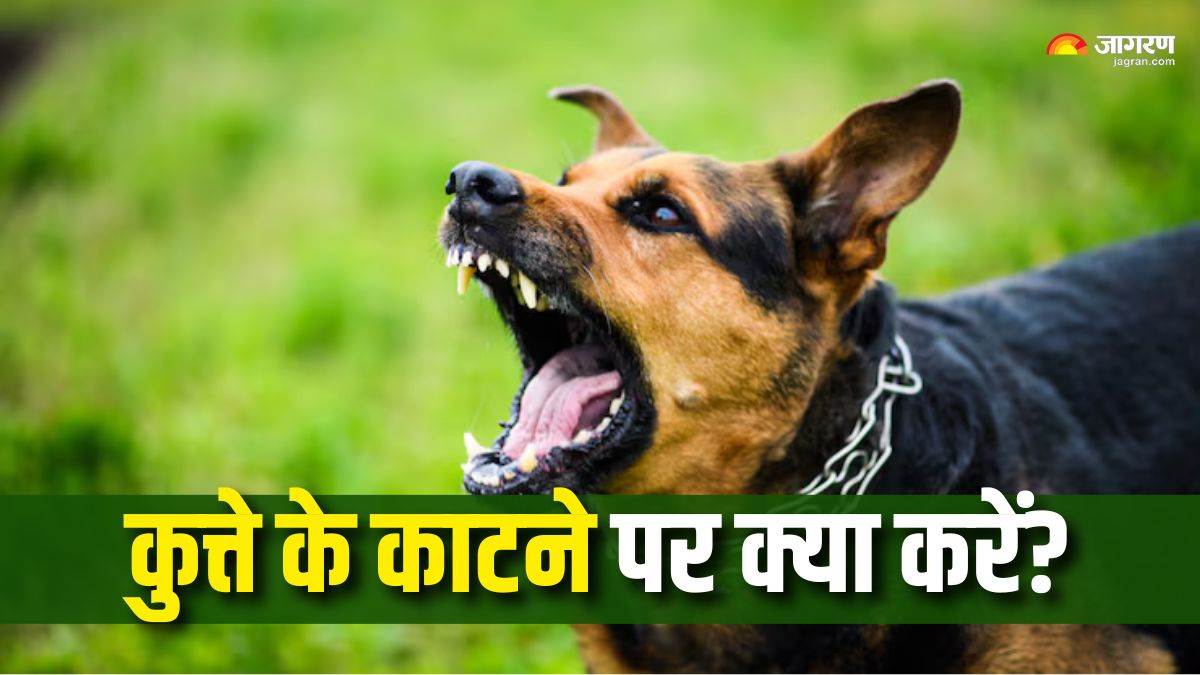 https://www.jagranimages.com/images/newimg/24082025/24_08_2025-dog_bite_first_cancer_24023184.jpg