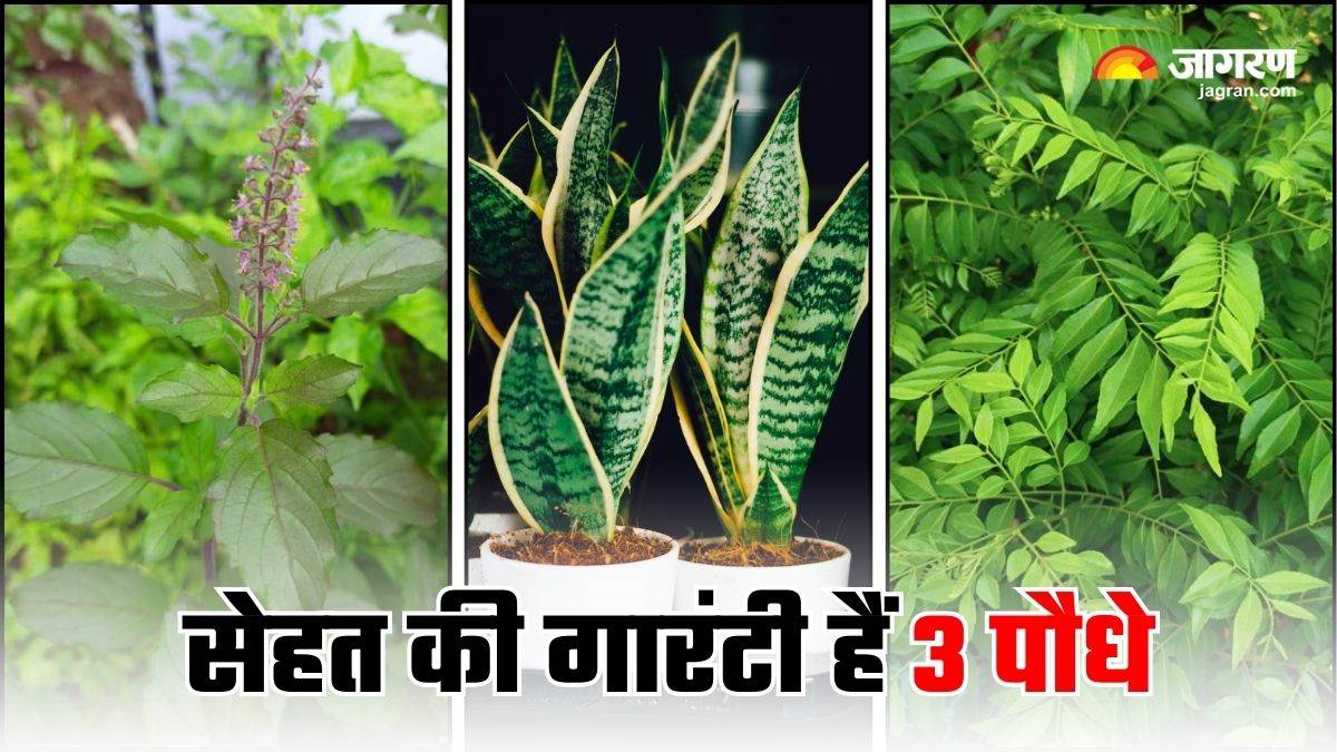https://www.jagranimages.com/images/newimg/24082025/24_08_2025-medicinal_plants_for_home_24022473.jpg