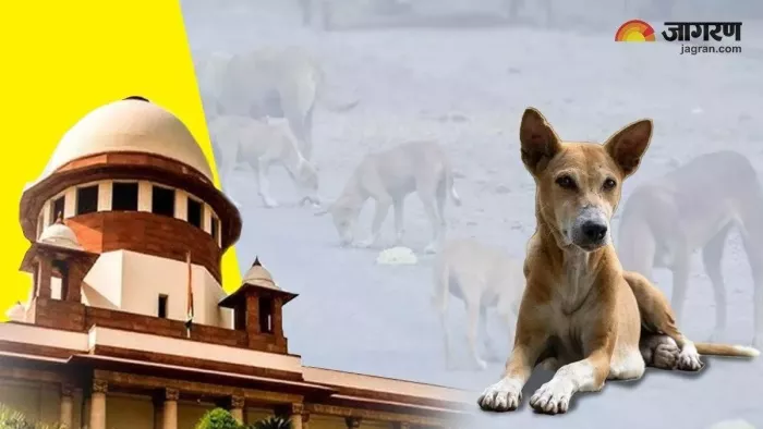सुप्रीम कोर्ट के आदेश के बाद निगम आवारा कुत्तों को लेकर रणनीति बनाने में जुट गया है।