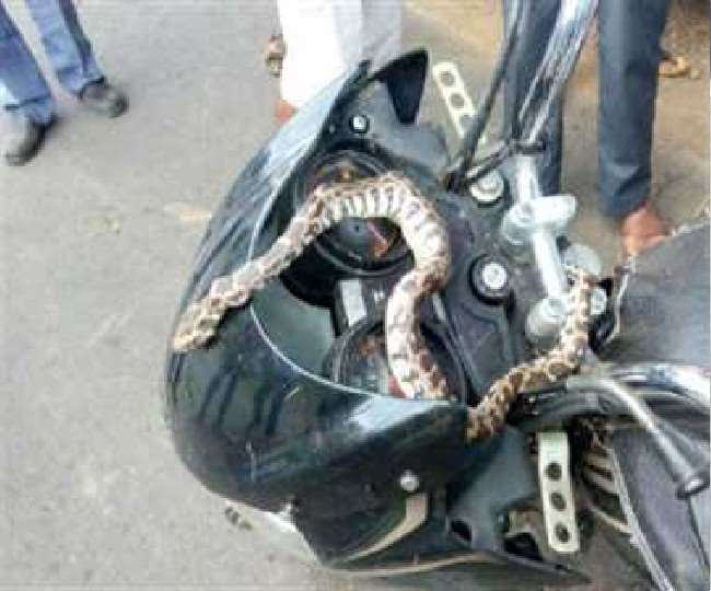 snakes in bike one died after getting stuck in a chain other sat on petrol tank know what is the whole incident