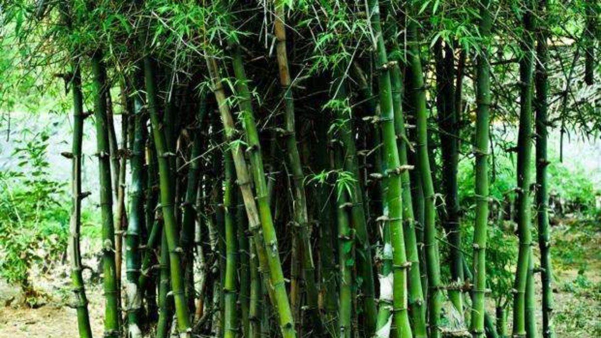 छत्तीसगढ़ में एक बार फिर संवरेंगे बिगड़े बांस के वन; रबी फसलों के
