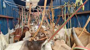 मुंगेर में बड़ी कार्रवाई : काफी संख्या में गाय बरामद।