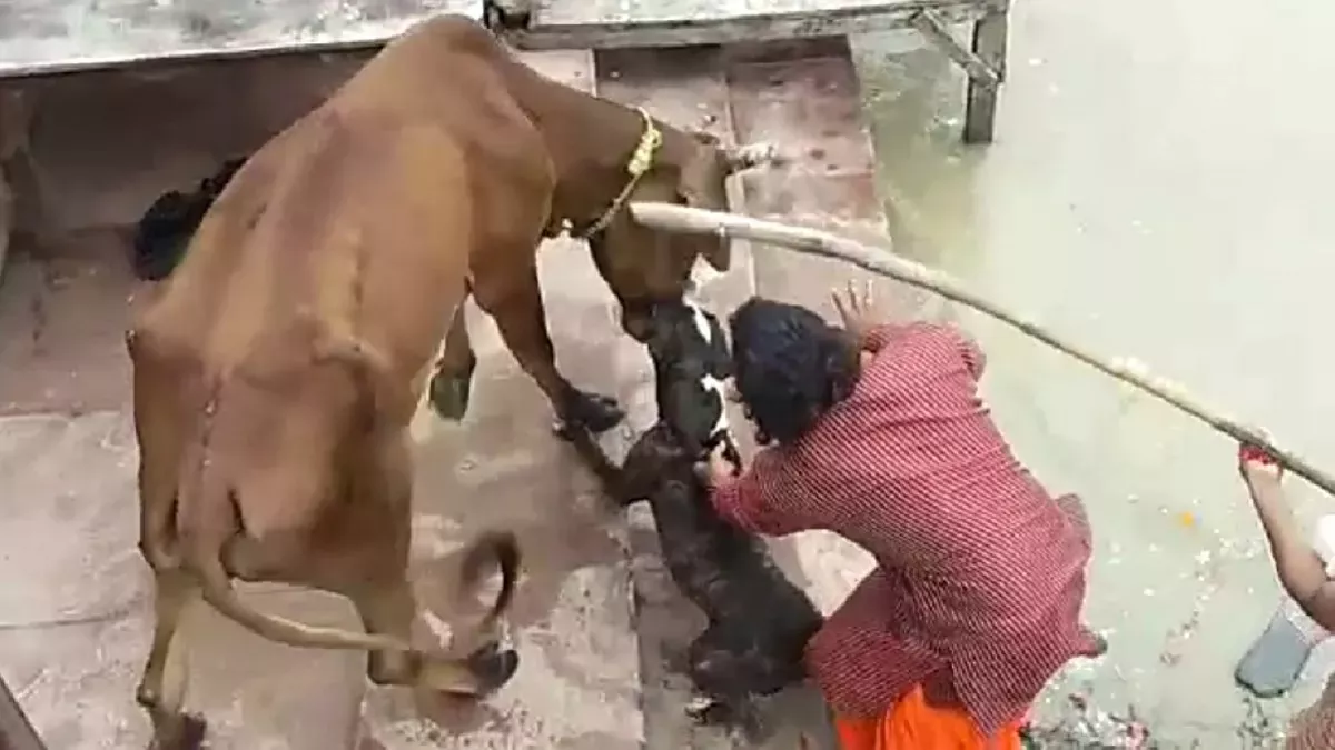 Pitbull Attack : कानपुर में पिटबुल ने गाय पर किया था हमला, नगर निगम ने  कब्जे में लेकर मालिक पर लगाया जुर्माना - Pitbull Attack nagar nigam took  possession of Pitbull dog