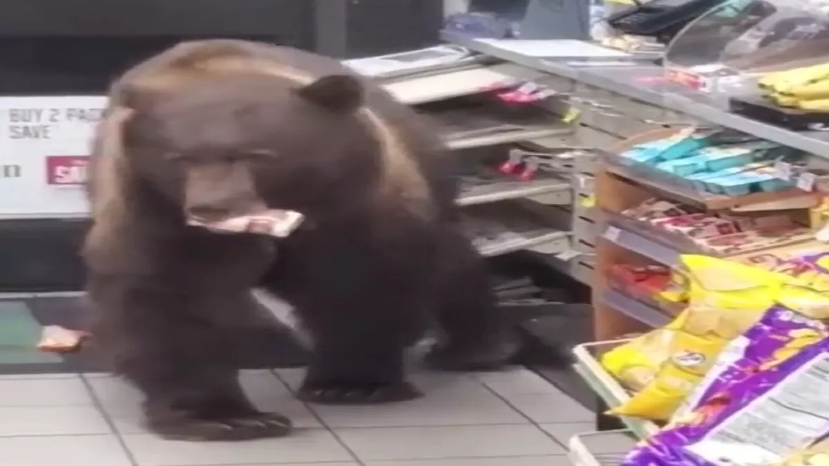 Viral Video: दुकान से लस्सी चुराता हुआ दिखा भालू, लोगों ने कहा- भूख ने कराया का यह काम
