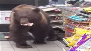 इंटरनेट पर वायरल हो रहे भालू के एक वीडियो में जबरदस्त नजारा सामने आया है।