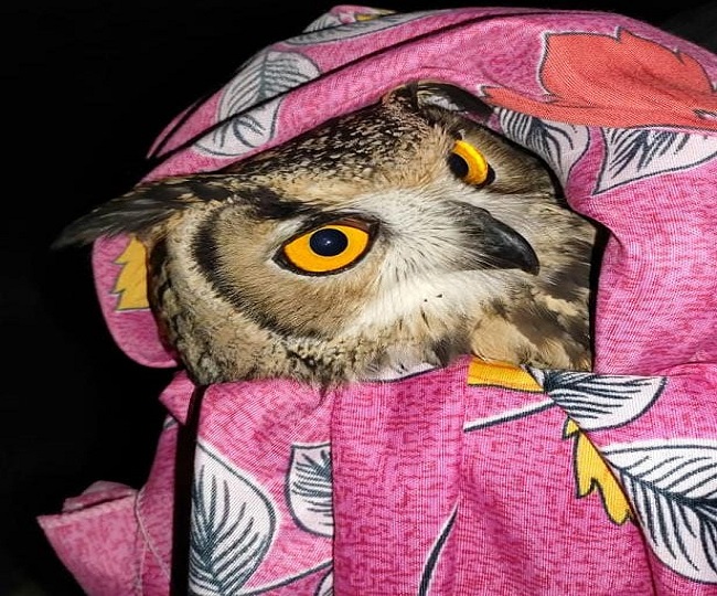 Rock Eagle Owl : रानीखेत के चिलियानौला जंगल में मिला अतिदुर्लभ उल्लू, तांत्रिक करते हैं इसका सबसे ज्यादा शिकार - Very rare owl found in Chilianaula forest of Ranikhet