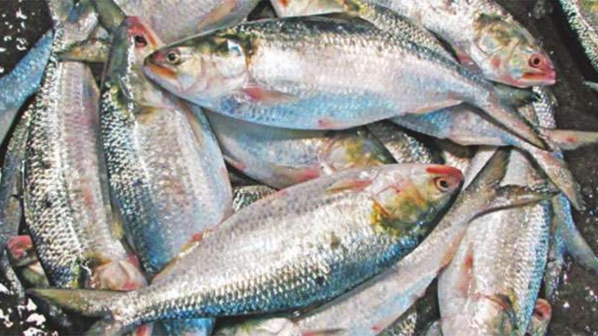 https://www.jagranimages.com/images/newimg/24092023/24_09_2023-hilsa_23538455.jpg