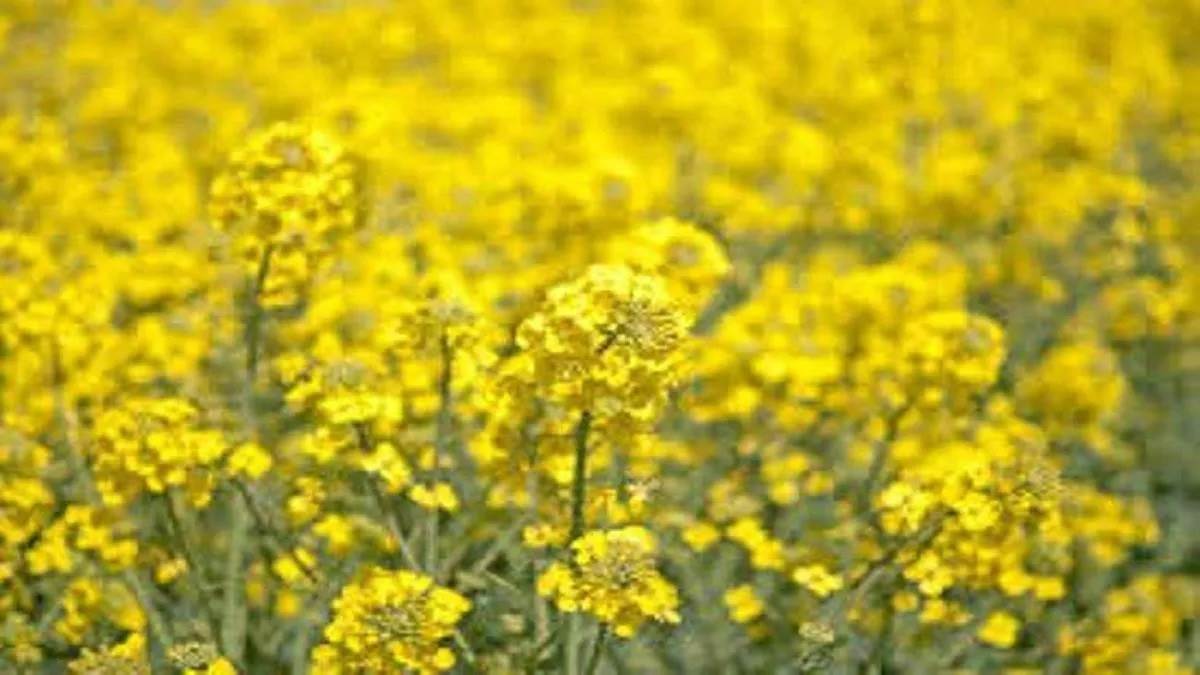 good news bhojpur will become flag bearer of yellow revolution agricultural science center engaged in mission