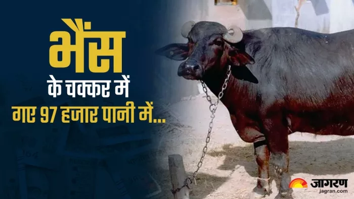 भैंस के चक्कर में युवक को लगी 97 हजार रुपये की चपत।