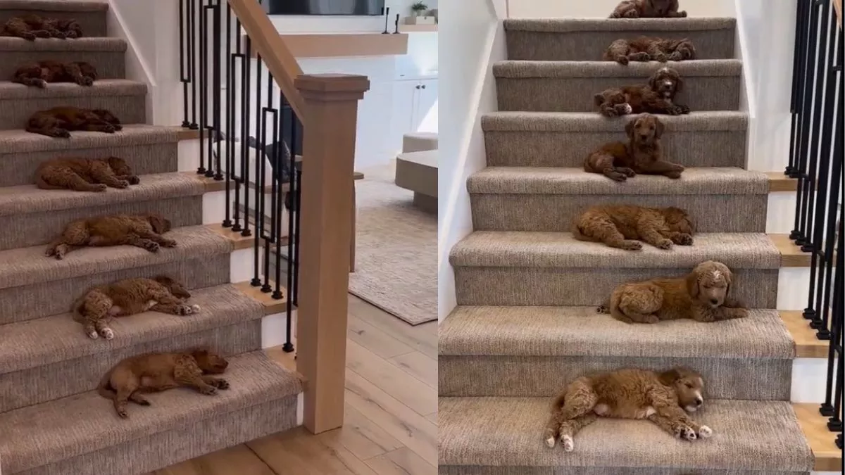 Viral Video : एक लाइन में सीढ़ियों पर सोते हुए नजर आए डॉग, वीडियो ने छू लिया लोगों का दिल