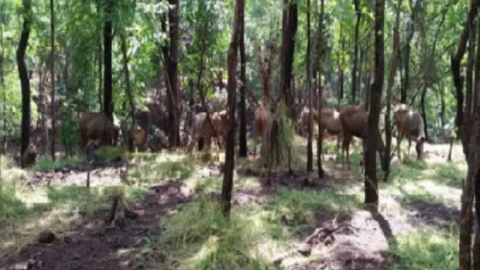 Uttarakhand News: उत्तराखंड में जंगली जानवरों का आतंक