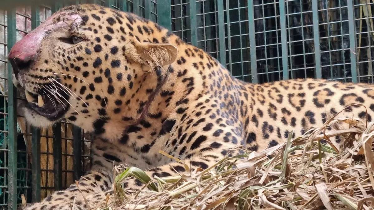 man eating leopard caught by army in udaipur the maneater leopard has already taken the lives of three people