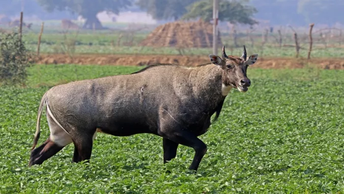 नील गाय किसान की फसल कर रही बर्बाद (जागरण)
