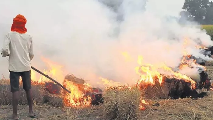 Haryana Stubble Burning: फसल की कटाई के साथ बढ़ने लगे पराली के मामले