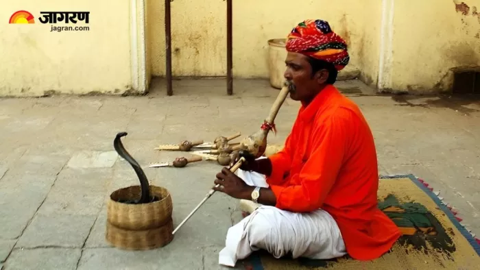 सपेरे का खेल: क्या बीन की धुन पर असल में नाचते हैं नाग-नागिन? (Image Source: X)