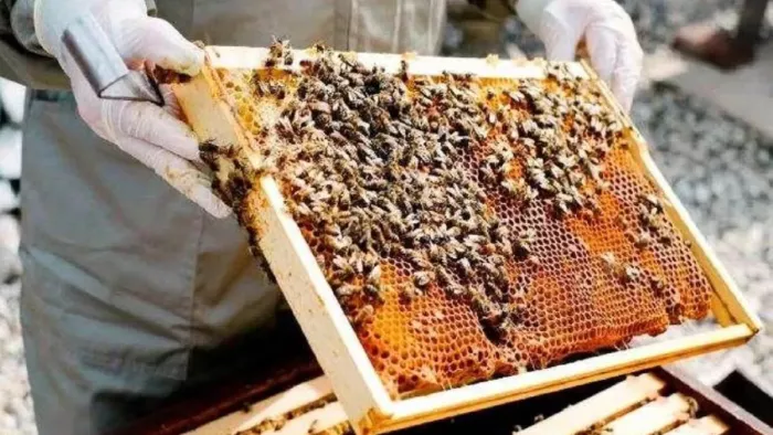 युवाओं को मधुमक्खी पालन अपनाने के लिए प्रोत्साहित किया, जिससे 100 से अधिक लोगों को रोजगार मिला।