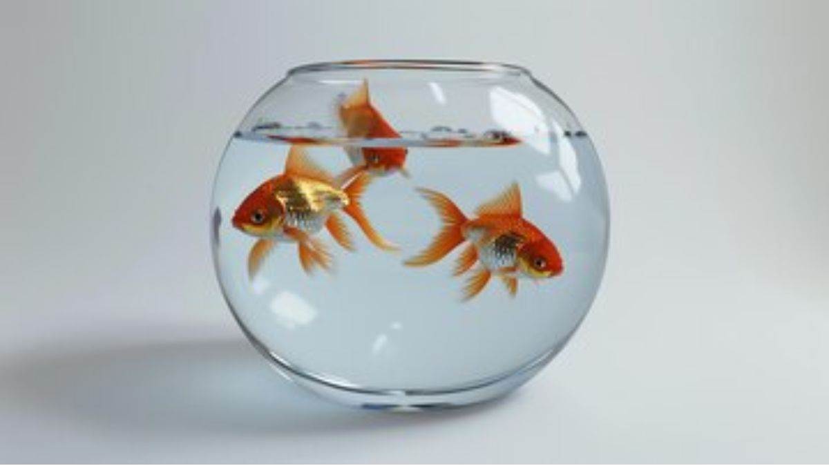 things to know before keeping goldfish in your home aquarium