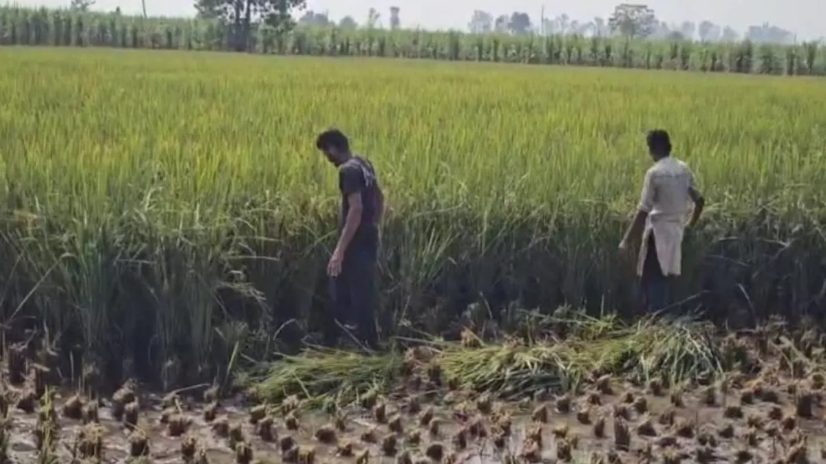 गुरदासपुर में गद्दी नाले ने किसानों को किया बेहाल, धान-गन्ने तबाह होने से हरी फसल काटने को मजबूर लोग