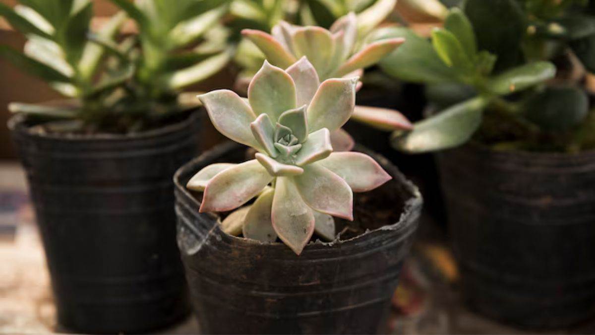 most amazing indoor succulent plants for your home
