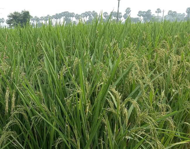 bihar panchayat election 2021 the procession of dhankatnis arrived in banka will now return after celebrating chhath