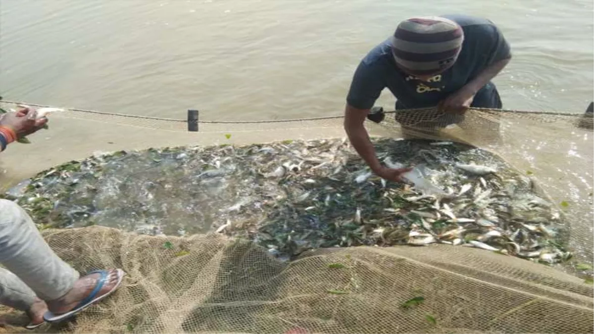 Fish Farming : यूपी की इन दो बढ़ी नदियों में मछली पालन पट्टा देगी योगी सरकार, घर बैठे कमा सकेंगे लाखों- इस तरह करें आवेदन