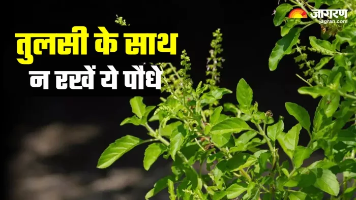 Tulsi Vastu Tips तुलसी के पास न लगाएं ये पौधे।