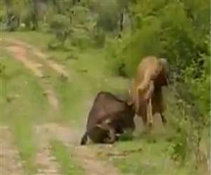 भैंसा के हाव भाव को देखकर ऐसा लगता है मानो वह बहुत गुस्से में है।